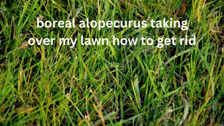 Boreal Alopecurus Taking Over My Lawn How to Get Rid